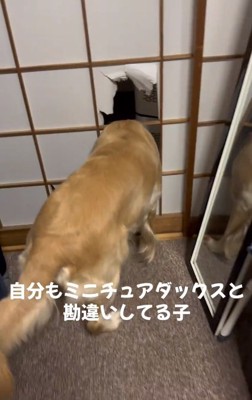 障子をくぐれないステラちゃん