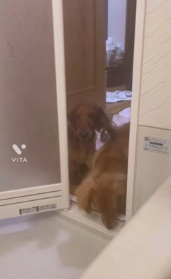 お風呂にやってくるダックスたち