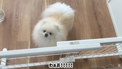 ハプニング発生時のポテチくんとレモンさん4