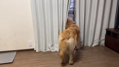 違う窓から外を見るベンツくん