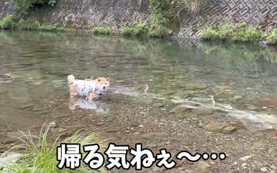 川の中に足を入れて、女性の方を見つめる柴犬