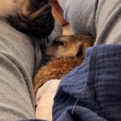 目を開いたら、目の前に犬の顔があったミーアキャット