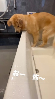 浴槽の縁で立ち止まる犬