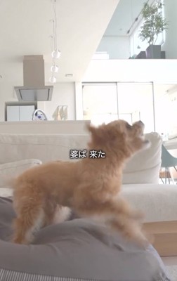 ばぁばの登場に吠えるあのちゃん