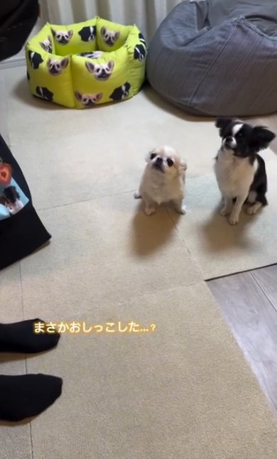 嬉ションを疑われる小型犬