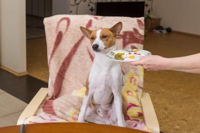 食べ物に興味を示さない犬