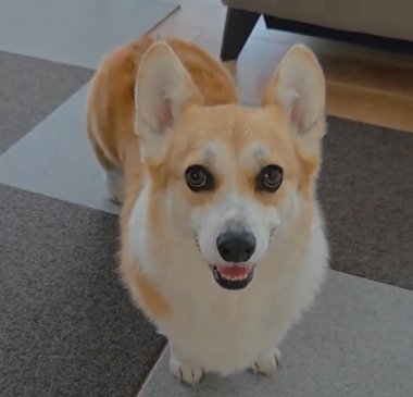 あざと可愛い