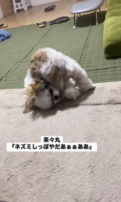 ネズミしっぽを嫌がる茶々丸ちゃん2