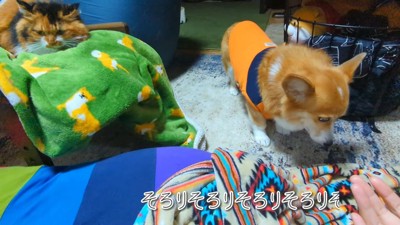 ビビりまくる姿が可愛い(笑)