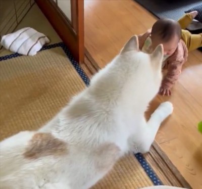 シベリアンハスキー