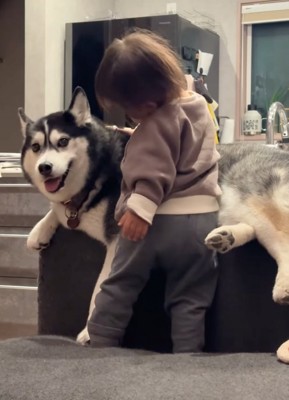 ハスキーを触る赤ちゃん