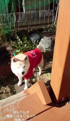 ウッドデッキに登れない