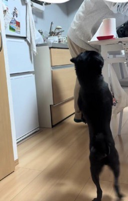 パグとは思えない