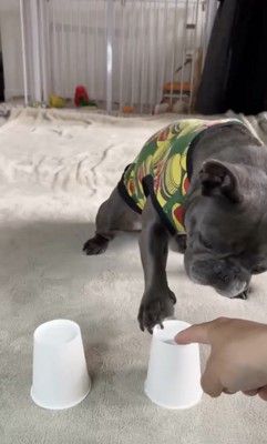 ファイナルアンサー！