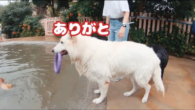 水の中を泳ぐ茶色い犬を見つめる、白い犬