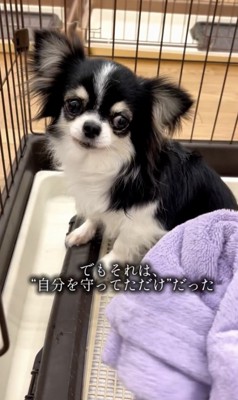 「なにするの…?」