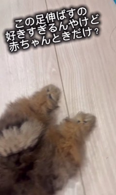 ピーンと伸びた後ろ足