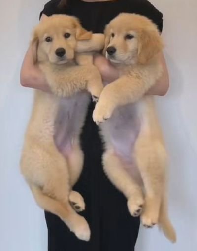 ちあちゃん&ひまわりちゃんの成長3