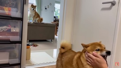 ソファから見つめるキュウちゃん