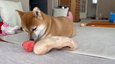 おもちゃのにおいをかぐ犬