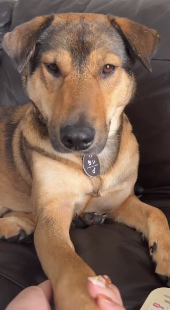 ソファーに伏せたままオテをする大型犬