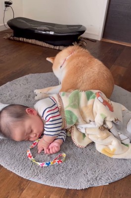 毛づくろいする柴犬