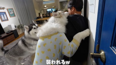 男の子に飛びつくシルバーのハスキー犬
