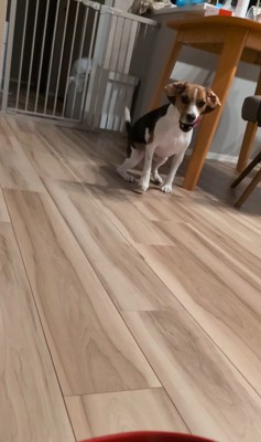 ペルルちゃんの「待て」3