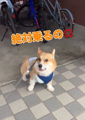 絶対に乗りたいジノくん