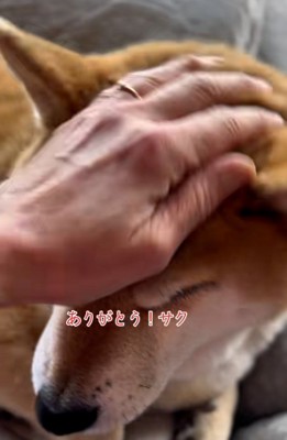 お礼を伝える飼い主さん