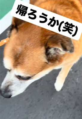 犬のアップ