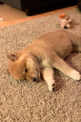 カーペットで寝転がる柴犬のパピー