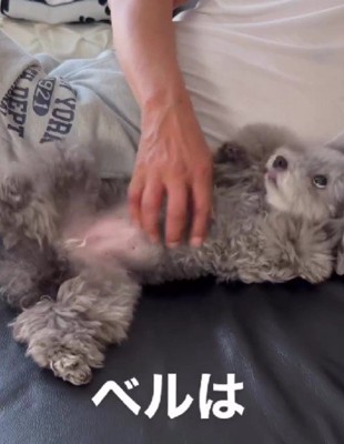 ベルちゃんもおじいちゃんが大好き!