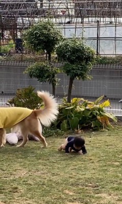 お庭で遊ぶ太郎くんと男の子7