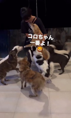 お母さんを歓迎する保護犬たち5