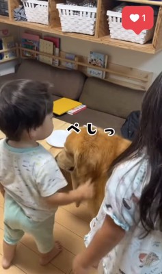 子供に叩かれているゴールデン（ぺしっ）