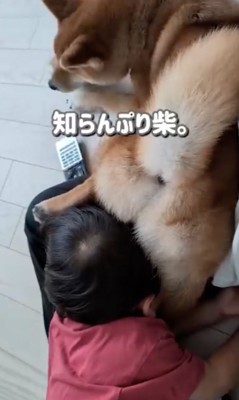 無視する柴犬