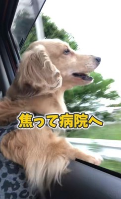 さらお君を病院に連れて行ったら4