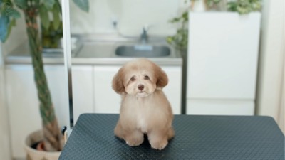 トリミング後の犬