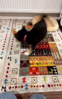 おもちゃを振り回すきびくん