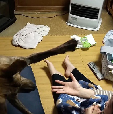 赤ちゃんの前で大きく前足を広げる犬
