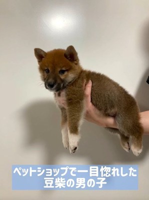 抱っこされる子犬