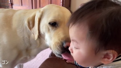 ゴンちゃんは毛づくろい