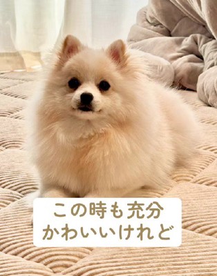 憧れのトリミングに挑戦!!