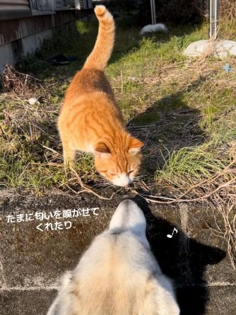 匂いを嗅ぎあう2匹