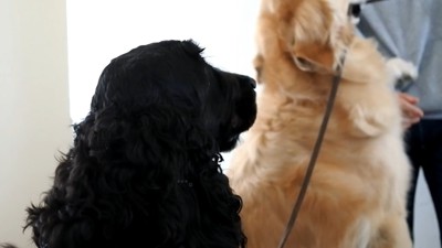 ルーク君をお散歩に誘った時の態度8