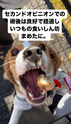 おやつを食べようと、口を開ける子犬