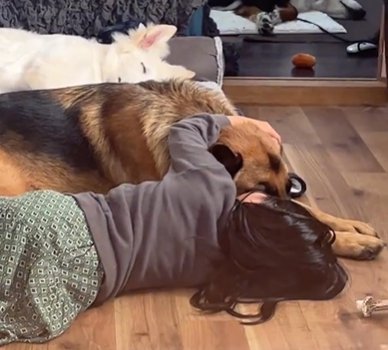 2頭の大型犬と並んで床に寝転がる女の子