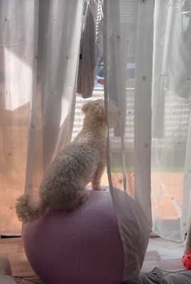 バランスボールに乗っている！？