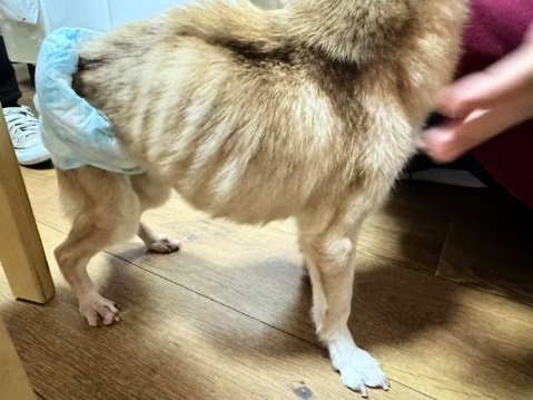 ガリガリのおもちちゃん1